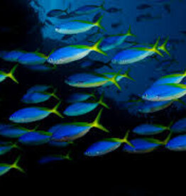 Blue and Yellow Fusilier - Saltwater