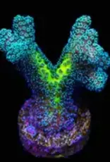 JF Enchanted Forest Birdsnest Coral Frag - Saltwater