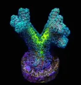 JF Enchanted Forest Birdsnest Coral Frag - Saltwater
