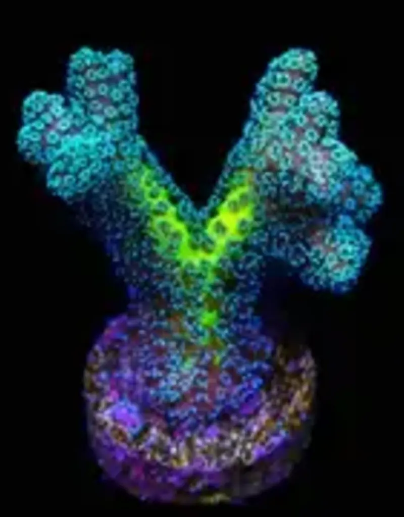 JF Enchanted Forest Birdsnest Coral Frag - Saltwater