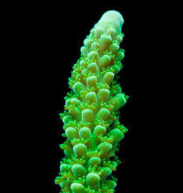 Green Slimer Frag - Saltwater