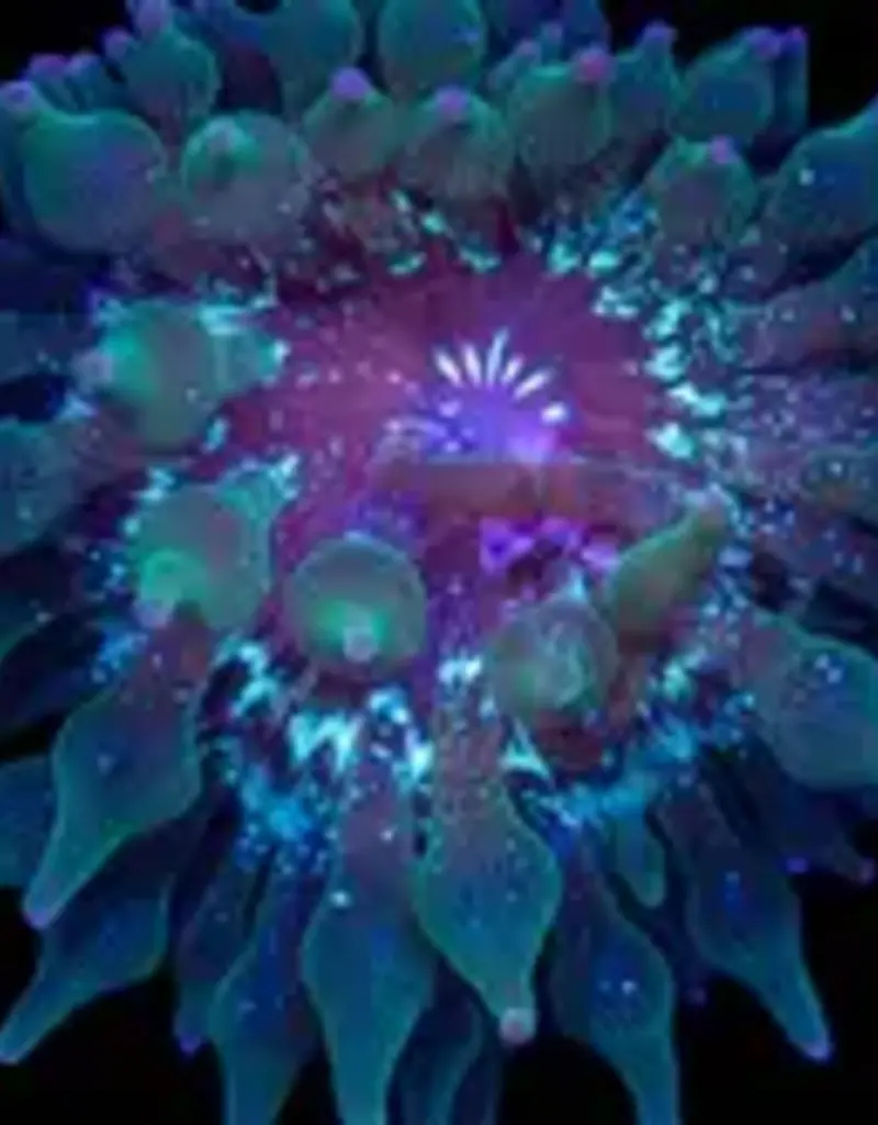Nexus Green BTA (Bubble Tip Anemone) - Saltwater