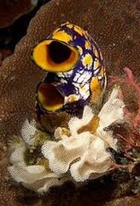 Sea Squirt - Saltwater