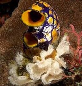 Sea Squirt - Saltwater