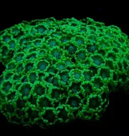 Green Alveapora Frag - Saltwater