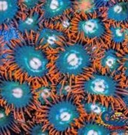 Gatorade Zoa Colony - Saltwater