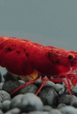 Cherry Shrimp - Freshwater