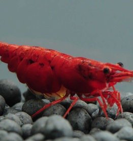 Cherry Shrimp - Freshwater