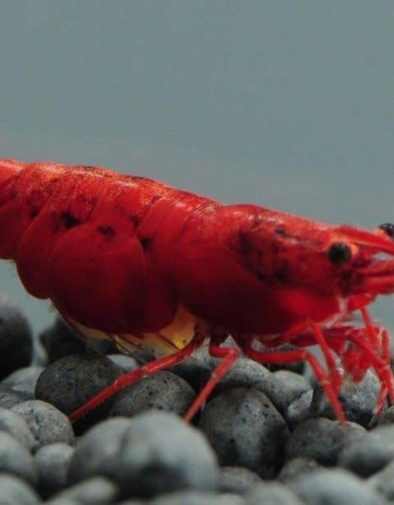 Cherry Shrimp - Freshwater