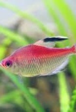 Flameback Bleeding Heart Tetra - Freshwater
