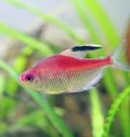Flameback Bleeding Heart Tetra - Freshwater