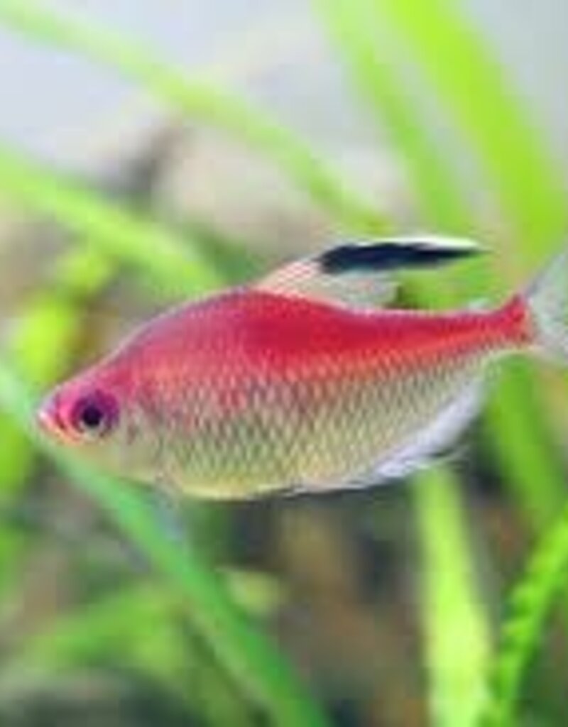 Flameback Bleeding Heart Tetra - Freshwater