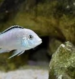 African Cichlid - White Lab - Freshwater
