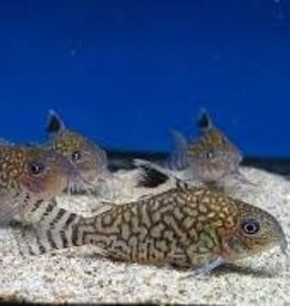 Network Corydoras Catfish - Freshwater