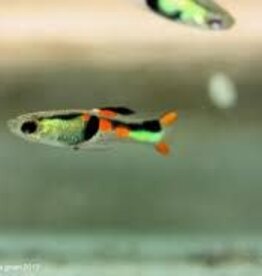 Cumana Green Hornet Endler Guppy - Freshwater