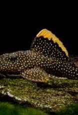 Small Spot Gold Nugget Pleco (L81) - Freshwater