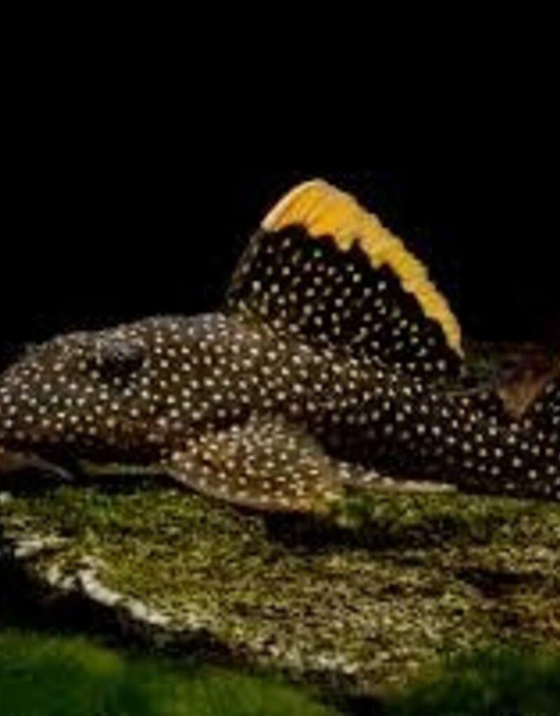Small Spot Gold Nugget Pleco (L81) - Freshwater