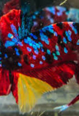 Plakat HM Galaxy Candy Cane Male Betta - Freshwater