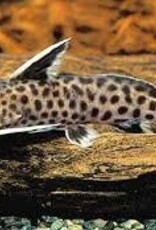Synodontis Lucipinnis - Freshwater