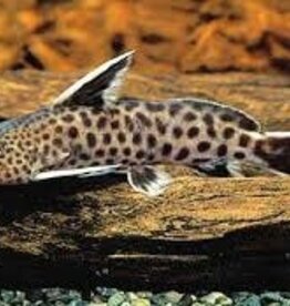 Synodontis Lucipinnis - Freshwater