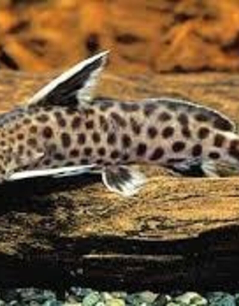 Synodontis Lucipinnis - Freshwater