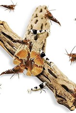 Sungrow Sungrow Cholla Wood - Dried Husk of Cholla Cactus, Aquarium or Home Decor for Dwarf Shrimp, Hermit Crabs, Pleco