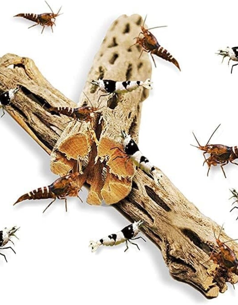Sungrow Sungrow Cholla Wood - Dried Husk of Cholla Cactus, Aquarium or Home Decor for Dwarf Shrimp, Hermit Crabs, Pleco
