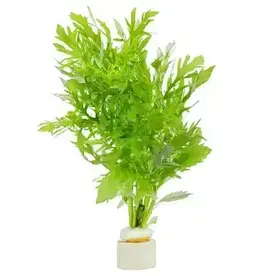 Wisteria - Live Aquatic Plant