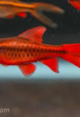 Longfin Cherry Barb - Freshwater