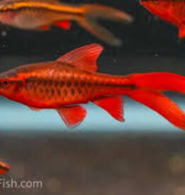 Longfin Cherry Barb - Freshwater