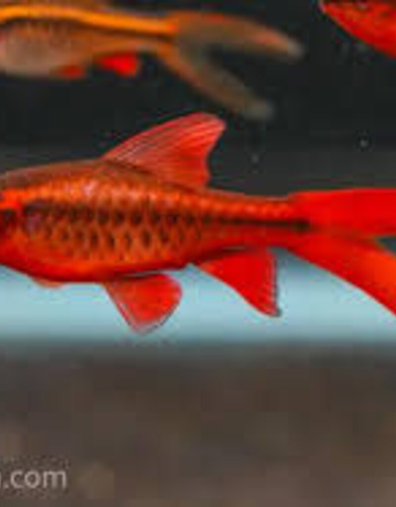 Longfin Cherry Barb - Freshwater