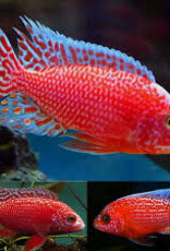Firefish Peacock - African Cichlid - Freshwater