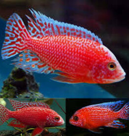 Firefish Peacock - African Cichlid - Freshwater