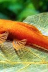 Super Red Bristlenose Pleco (Ancistrus Sp.) - L144 - Freshwater