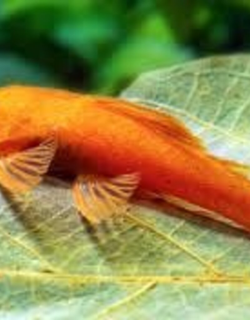 Super Red Bristlenose Pleco (Ancistrus Sp.) - L144 - Freshwater