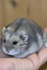 Winter White Hamster