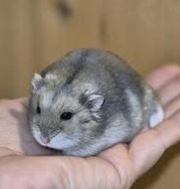 Winter White Hamster