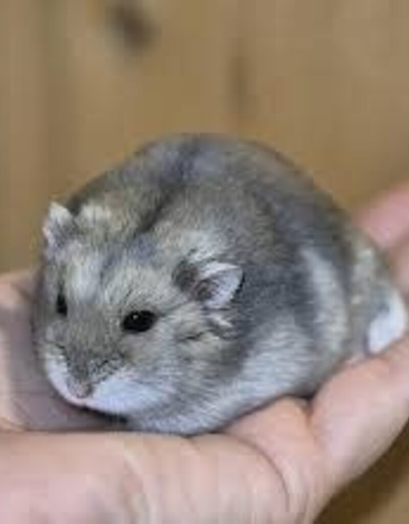 Winter White Hamster