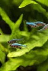 Neon Blue Rasbora - Freshwater