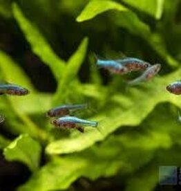 Neon Blue Rasbora - Freshwater