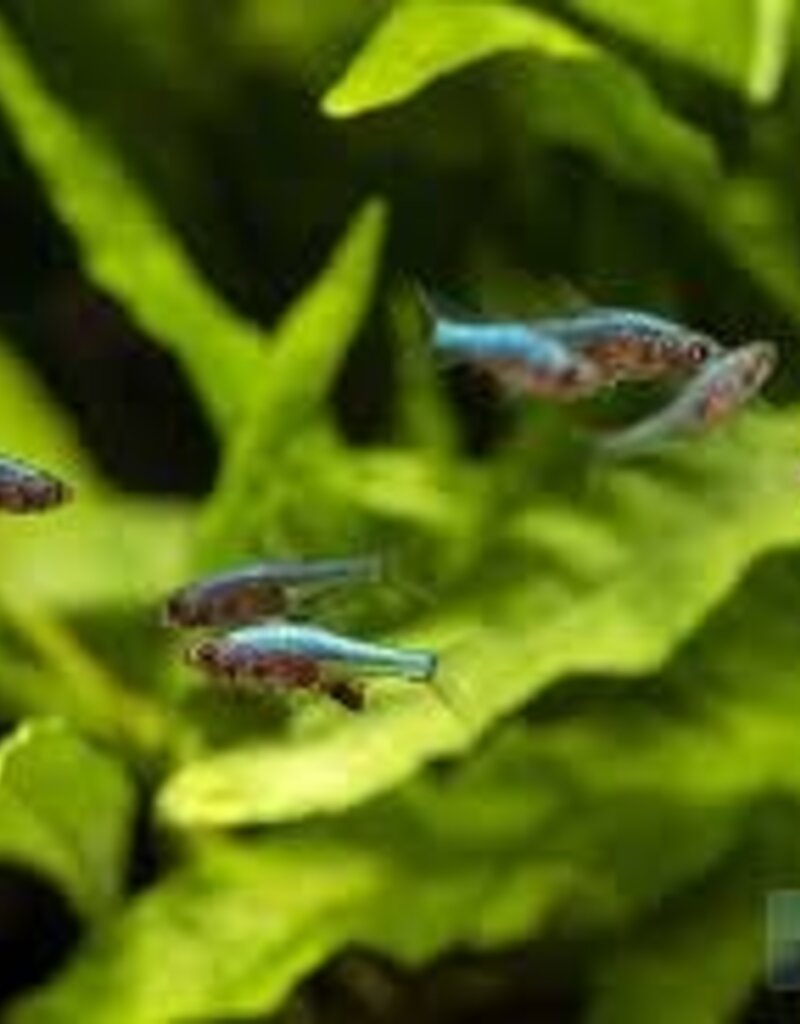 Neon Blue Rasbora - Freshwater