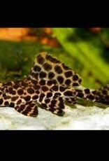 Leopard Hi-Fin Pleco - Freshwater