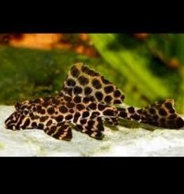 Leopard Hi-Fin Pleco - Freshwater