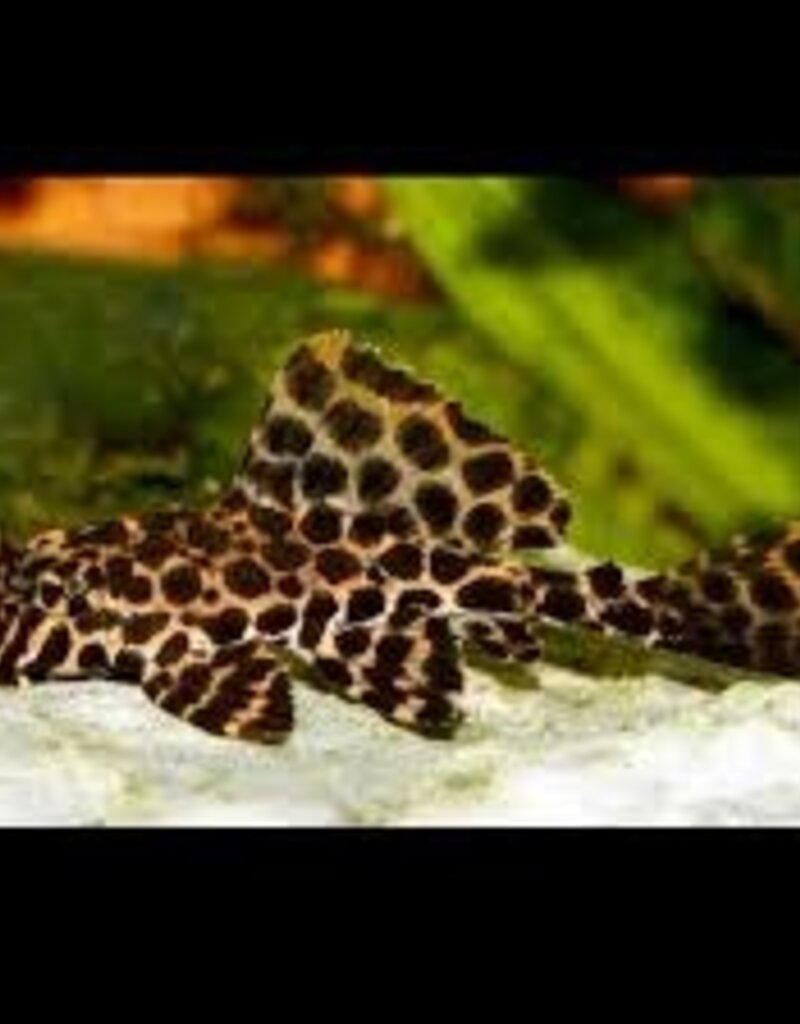 Leopard Hi-Fin Pleco - Freshwater