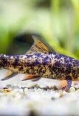 Harlequin Shark - Freshwater