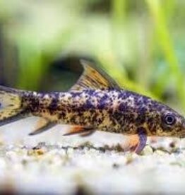 Harlequin Shark - Freshwater
