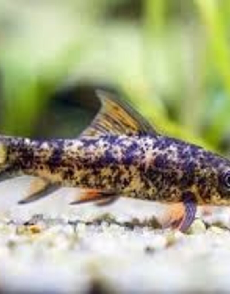 Harlequin Shark - Freshwater