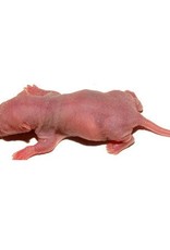 Frozen Feeder Rat - Pinky (3-6 gram)