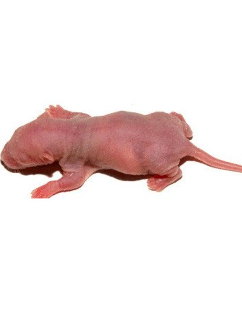 Frozen Feeder Rat - Pinky (3-6 gram)