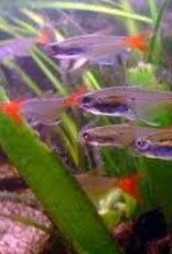 Glass Bloodfin Tetra - Freshwater